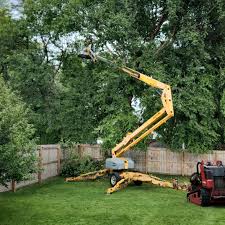 How Our Tree Care Process Works  in  Fort Hunt, VA