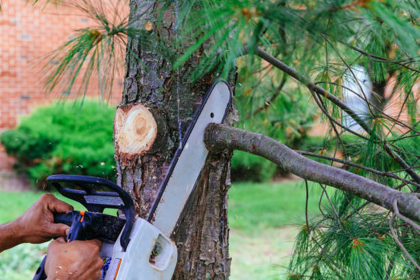 Professional Tree Services in Fort Hunt, VA